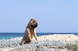 SHAR-PEI 099